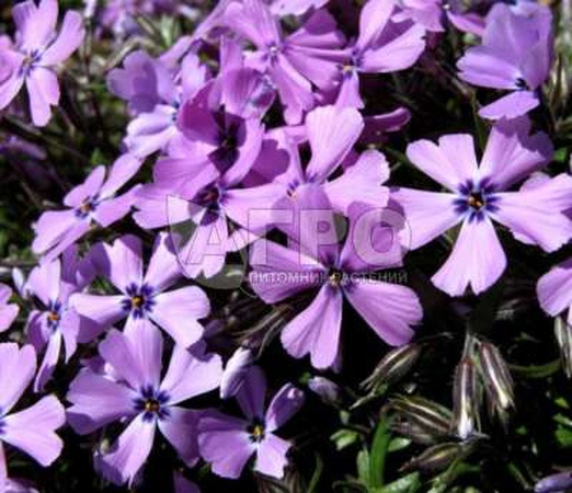 ФЛОКС ШИЛОВИДНЫЙ PURPLE BEAUTY