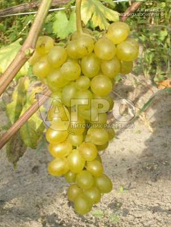 ВИНОГРАД СОРТ ТАЛИСМАН