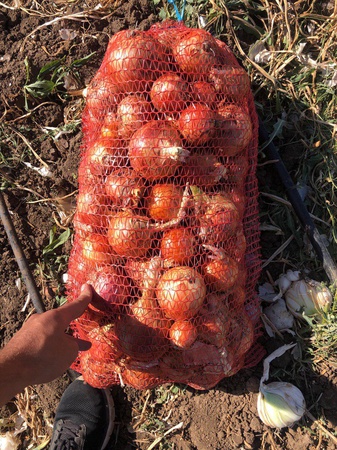 Лук озимый (ранний) от производителя