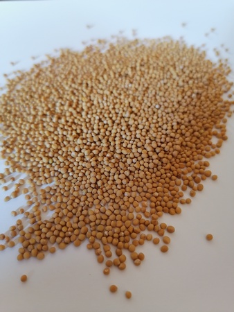 Семена горчицы