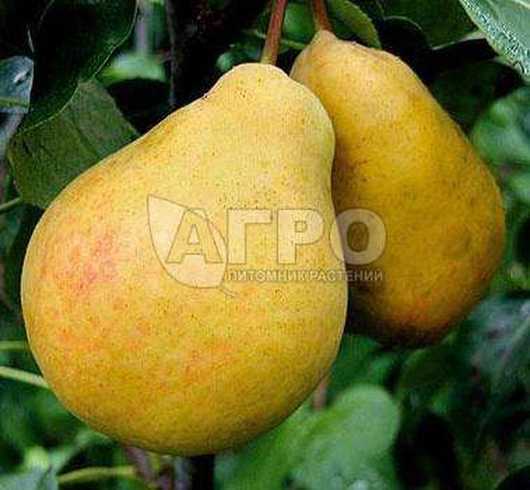 ГРУША СОРТ ЛАДА