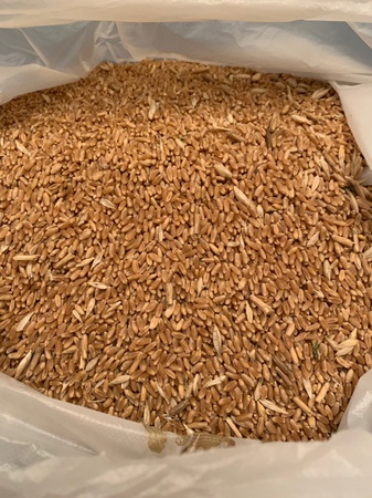 Пшеница 3го, 4го класса