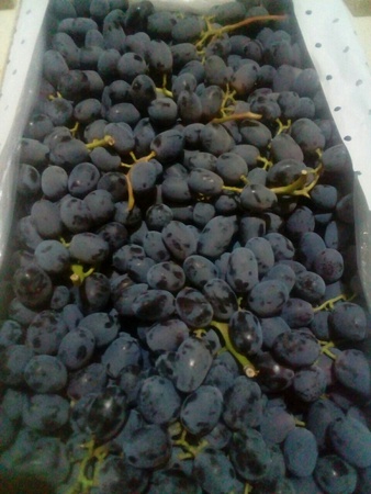 Üzüm Özbekistan Toptan