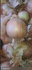 Лук репчатый, Onions