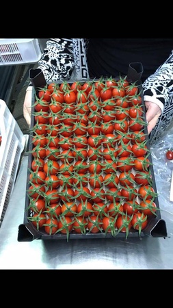 Tomato directly from a supplier in Turkey