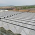 High Efficient Venlo Tempered Glass Greenhouse