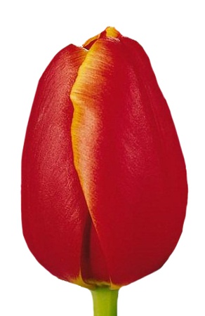 Тюльпаны оптом на 8 марта Verandi Триумф