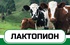 Пробиотик для удоев молока и набора живой массы КРС