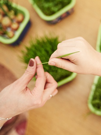 Космогрядка – проращиватель для детей (игровой набор).