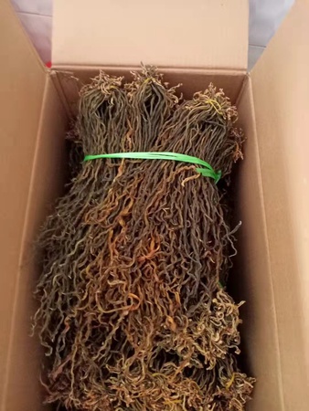 Сорт тыквенных культур Сушеные овощи