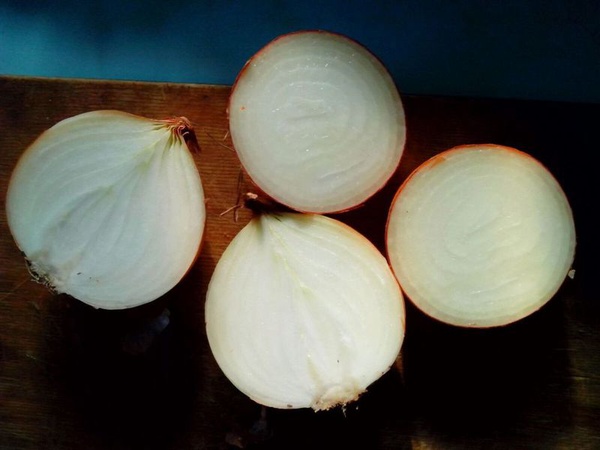 Лук репчатый