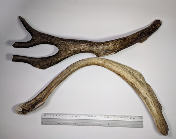 Рога северного оленя с нашей фермы свежие, сухие, мохнатые, цельные и всех размеров