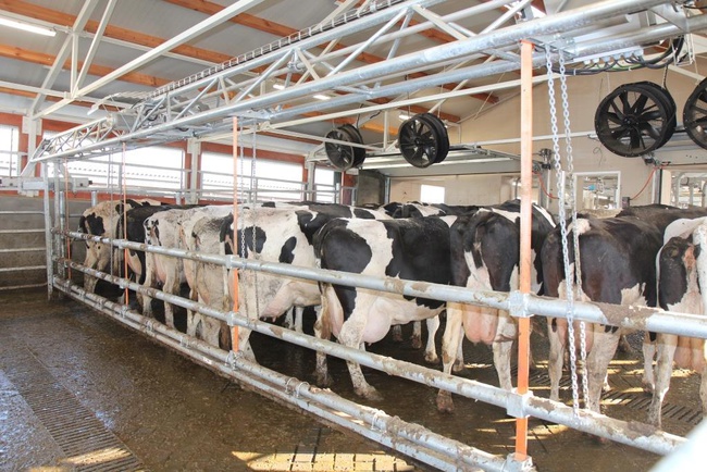 Подгонщик для коров