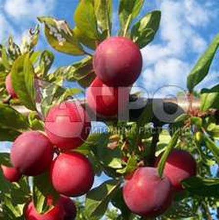 СЛИВА СОРТ НЕЖЕНКА