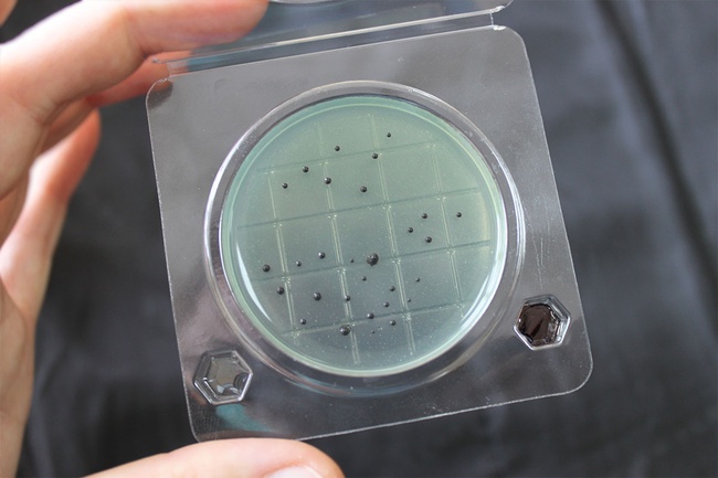 &quot;Petritest&quot; (substrat) Salmonella