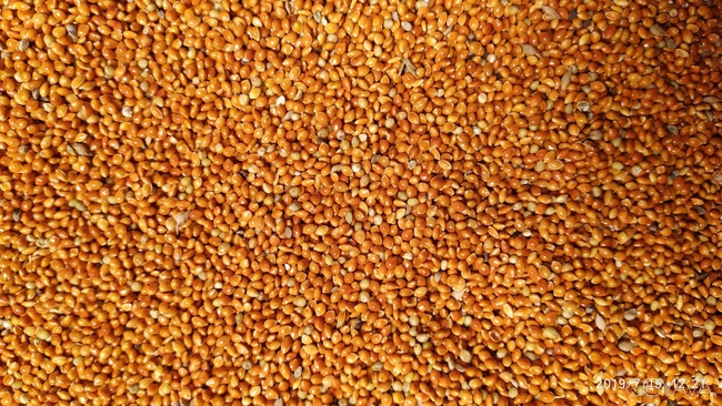 Darı, karabuğday, nohut