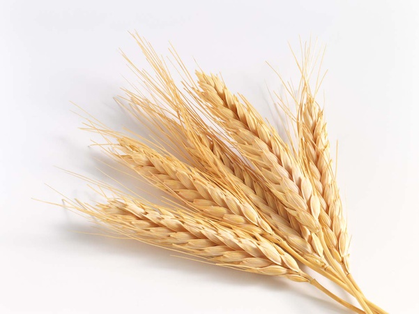 wheat grade 3