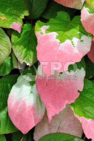 АКТИНИДИЯ КОЛОМИКТА МУЖСКАЯ