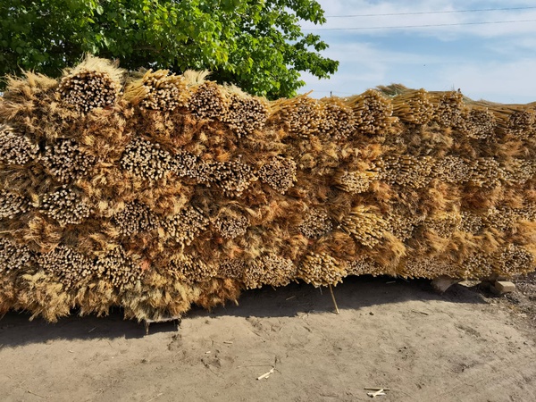 Sorghum zur Herstellung von Besen