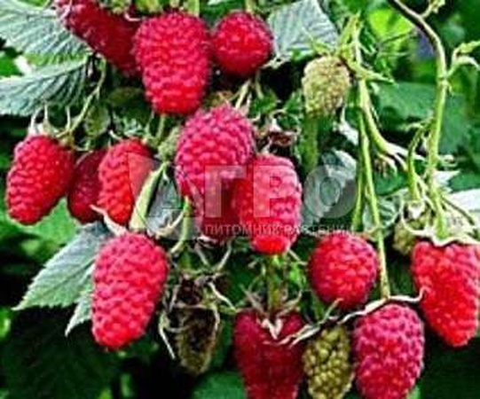 МАЛИНА СОРТ ТАГАНКА