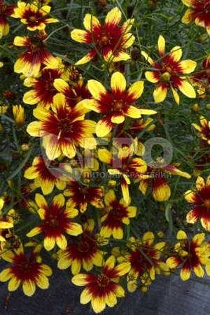 КОРЕОПСИС BENGAL TIGER