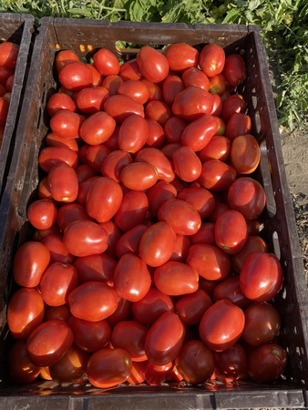 Томат сливка,  качество отличное от производителя