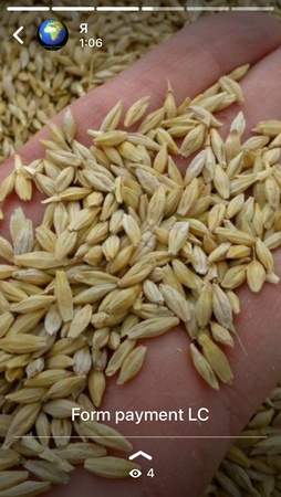 Wheat  grain from Russia big bulk