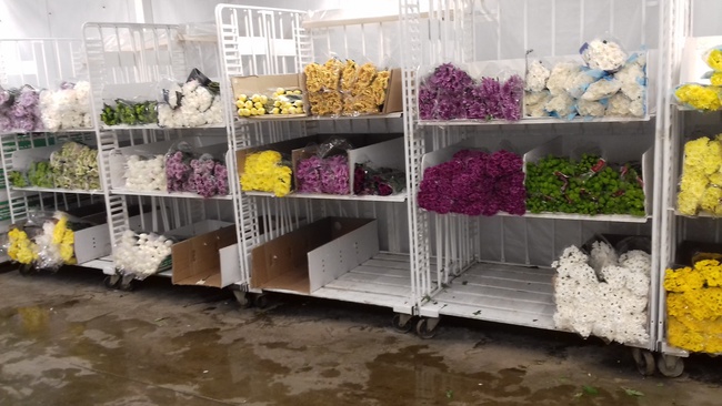 flowers wholesale chrysanthemum roses gerbera