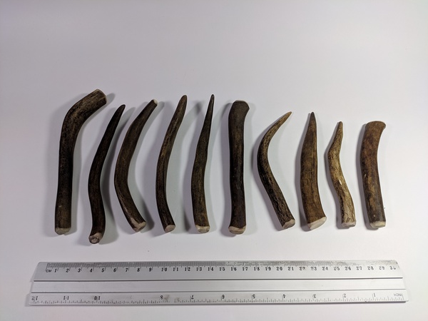 Рога северного оленя с нашей фермы свежие, сухие, мохнатые, цельные и всех размеров