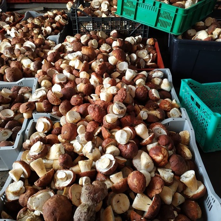 Белые грибы боровики Сибирские в маринаде (ХМАО-ЮГРА)