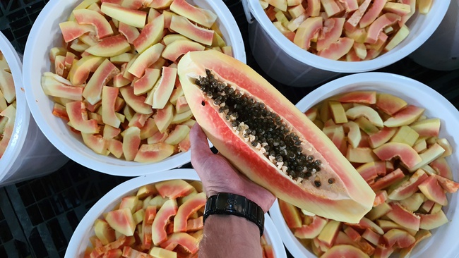 Kurutulmuş Papaya. OLMISH fabrikalarından kurutulmuş meyveler