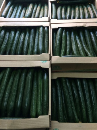 Гладкие тепличные огурцы с комбината Майский