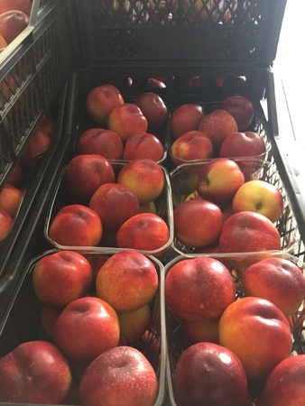 Reife Nektarine vom Erzeuger Türkei. Neue Saison Juni 2021