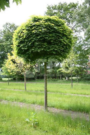 КЛЕН ОСТРОЛИСТНЫЙ GLOBOSUM
