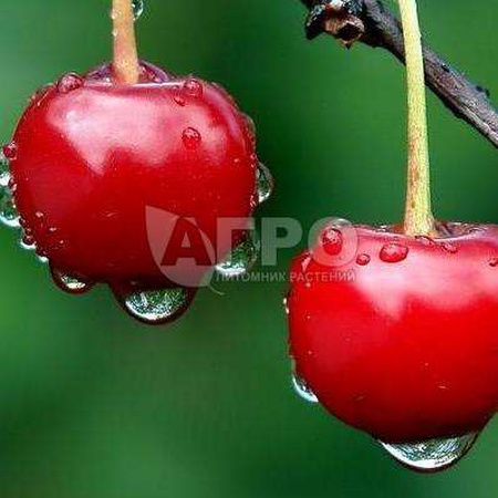 ВИШНЯ СОРТ ДЕСЕРТНАЯ МОРОЗОВА