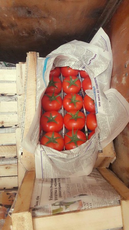 Domates Domates Lomia 1955 Özbek