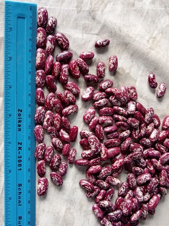 Фасоль королевская