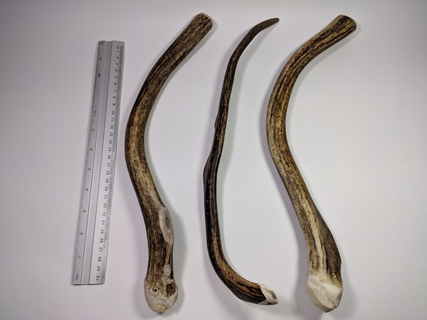 Рога северного оленя с нашей фермы свежие, сухие, мохнатые, цельные и всех размеров