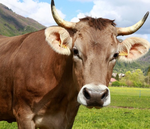 Пробиотик для удоев молока и набора живой массы КРС