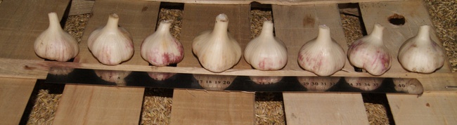 Посевной материал чеснока от производителя