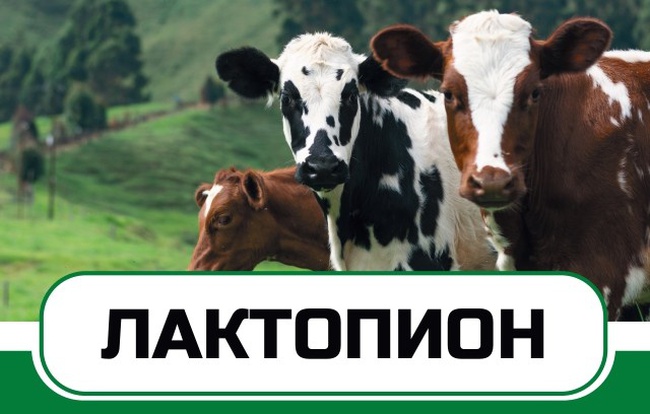 Пробиотик для удоев молока и набора живой массы КРС