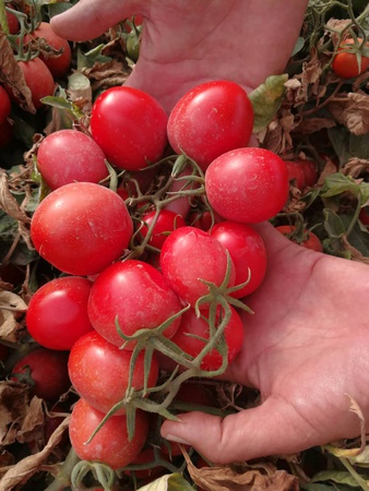 Томатная паста