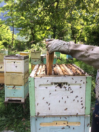 Мёд каштановый оптом