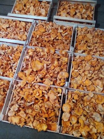 Грибы лисички сушеные из Сибири (ХМАО-ЮГРА)