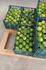 Lime direct supplier from Turkey