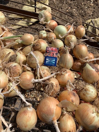 Продам лук оптом.400 тонн. В сетках 30-35кг. Качество продукции крупный,сухой, без болезни. Ручная сборка. Самовывоз. С поля. Доставка.Цена: 50 тенге