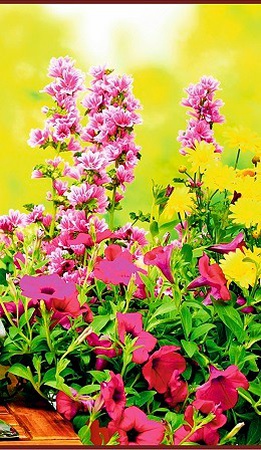 Елена  Денисова