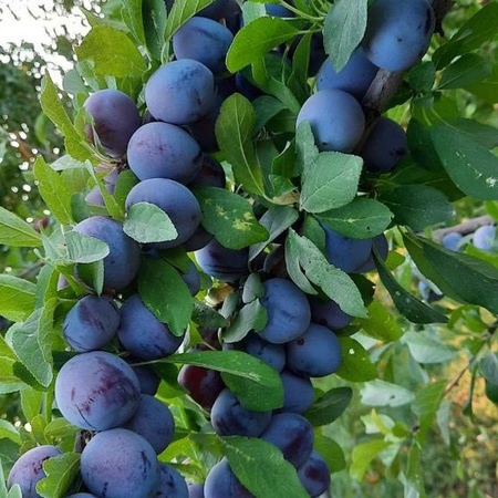 Kurutulmuş meyveler (kuru erik)