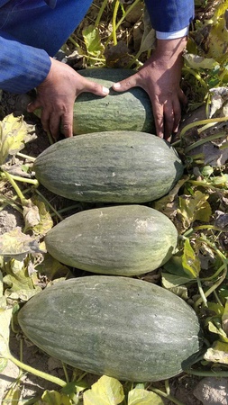 Гранат, Хурма, Дыня, Виноград