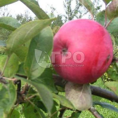 ЯБЛОНЯ СОРТА МЕЛЬБА